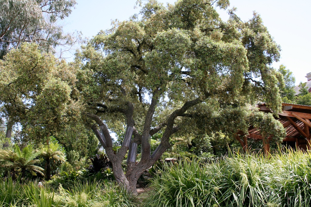 Cork oak, Quercus suber